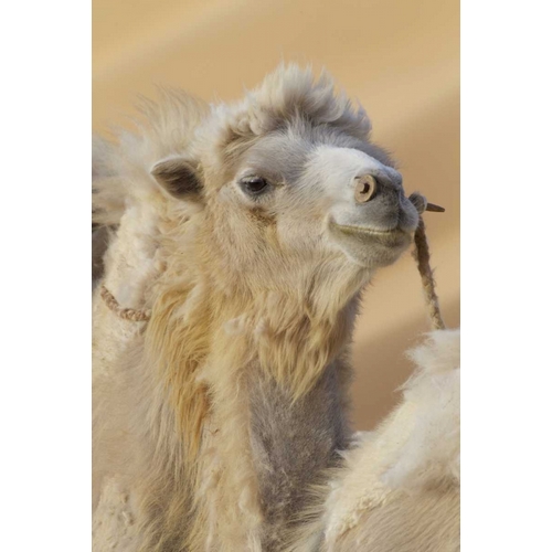 China, Badanjilin Desert Camel in a convoy